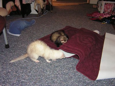 ./2005/Ferrets/thumbferrets